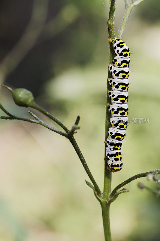 水Betony Moth (Cucullia scrophulariae)毛虫